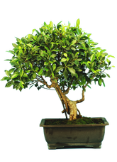 Ficus Retusa (Specimen) #125